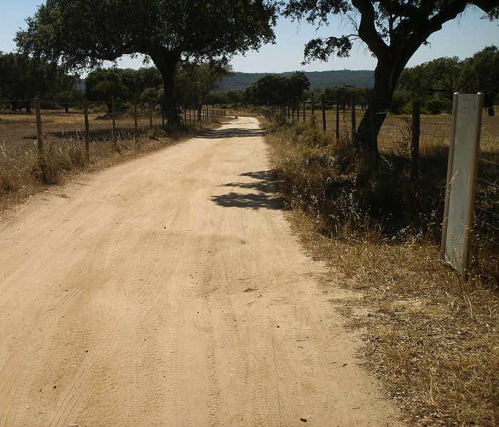 Idanha-a-Nova: Dezenas de vacas causam prejuízos em terrenos agrícolas arrendados pelo Estado